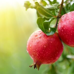 Pomegranates