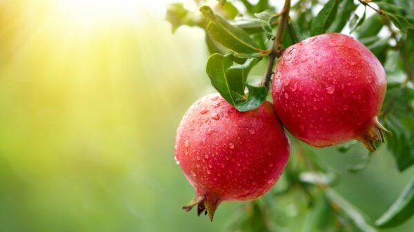 Pomegranates